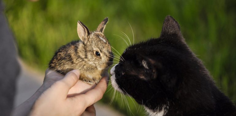 Cat and Rabbit